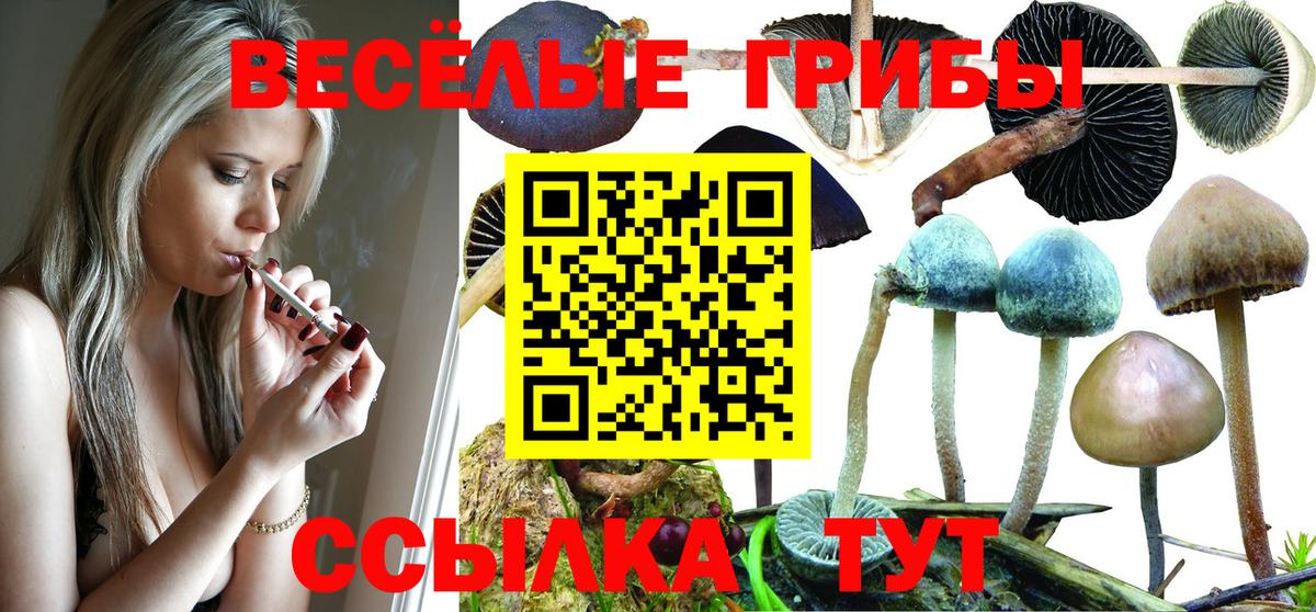 Псилоцибиновые грибы GOLDEN TEACHER  наркотики  Миллерово  Вход с VPN 